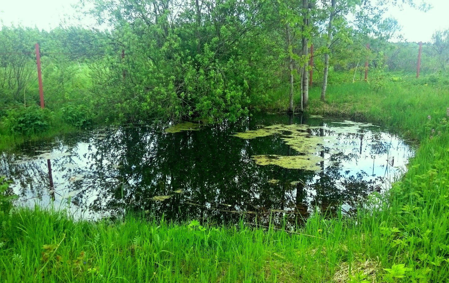 Источники питьевой воды - болота